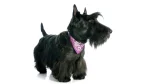 Scottish Terrier Dog photo