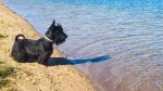 Scottish Terrier Dog photo