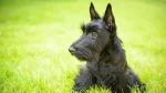 Scottish Terrier Dog photo