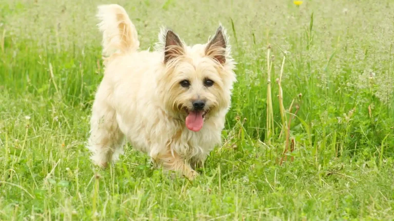Sealyham Terrier Dog photo