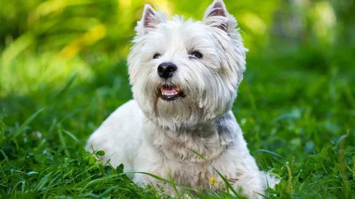 Sealyham Terrier Dog photo