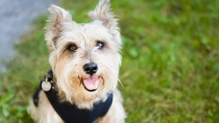 Sealyham Terrier Dog photo