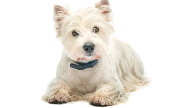 Sealyham Terrier Dog photo