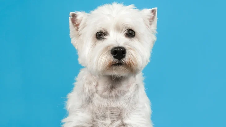 Sealyham Terrier Dog photo