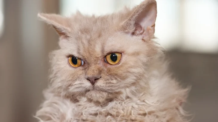 Selkirk Rex Cat photo