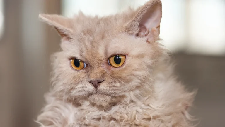 Selkirk Rex Cat photo