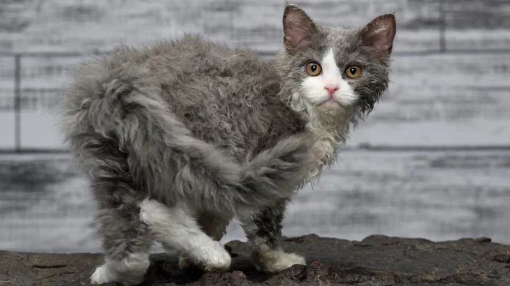 Selkirk Rex Cat photo