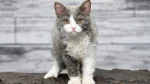 Selkirk Rex Cat photo