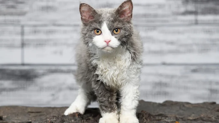 Selkirk Rex Cat photo