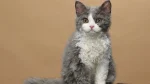 Selkirk Rex Cat photo