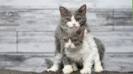 Selkirk Rex Cat photo