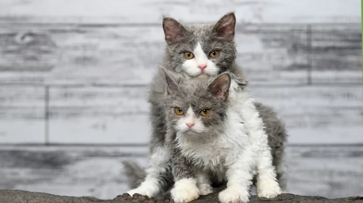 Selkirk Rex Cat photo