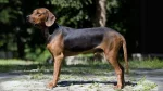 Serbian Hound Dog photo