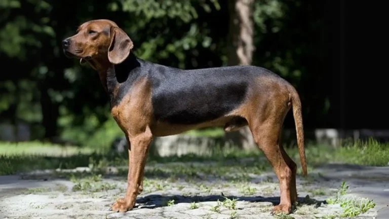 Serbian Hound Dog photo