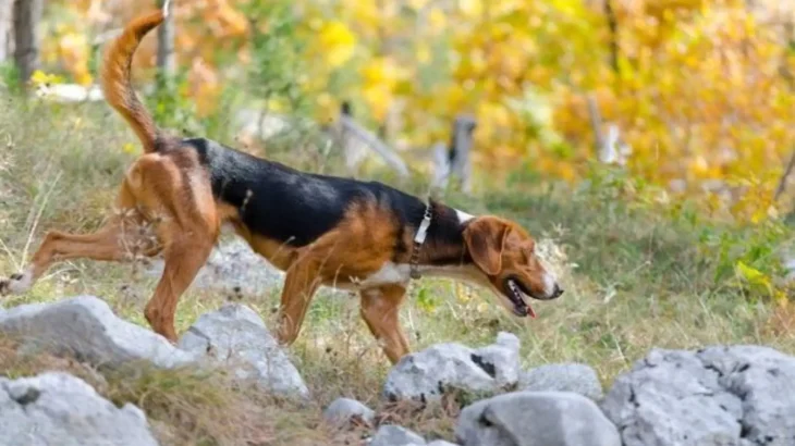 Serbian Hound Dog photo