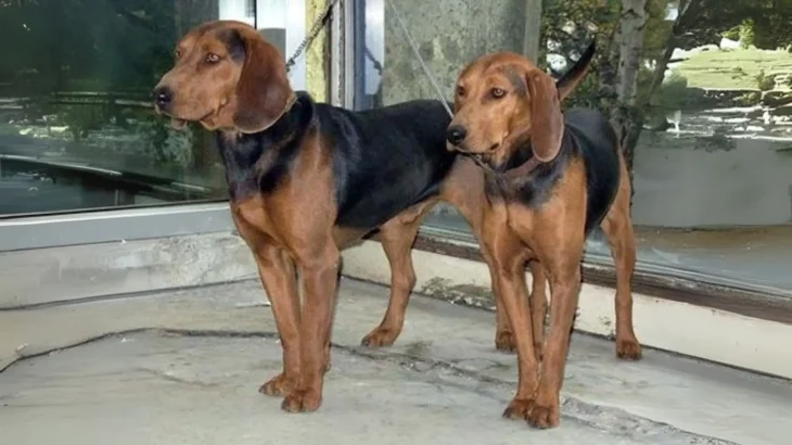 Serbian Hound Dog photo
