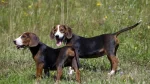Serbian Hound Dog photo