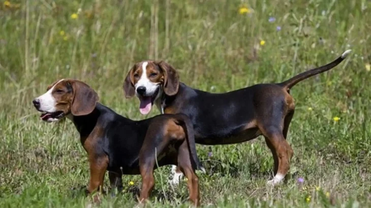 Serbian Hound Dog photo