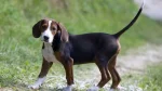 Serbian Hound Dog photo