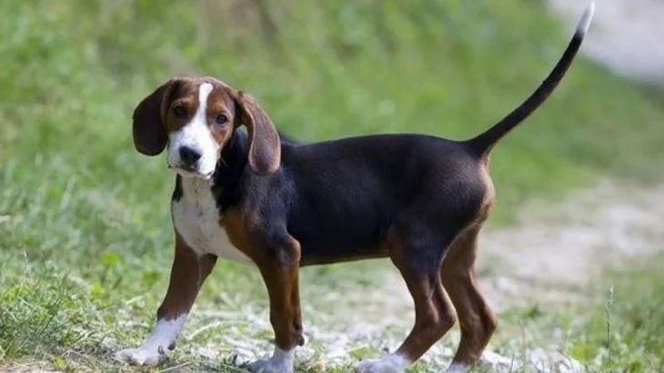 Serbian Hound Dog photo