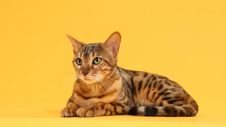 Serengeti Cat photo