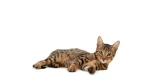 Serengeti Cat photo