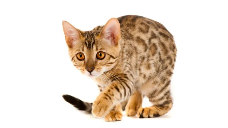 Serengeti Cat photo