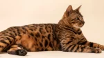 Serengeti Cat photo