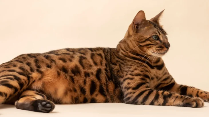 Serengeti Cat photo