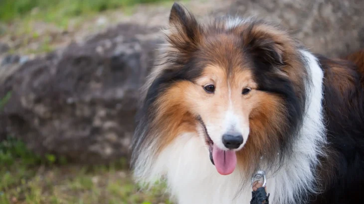Shetland Sheepdog Dog photo
