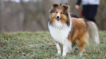 Shetland Sheepdog Dog photo