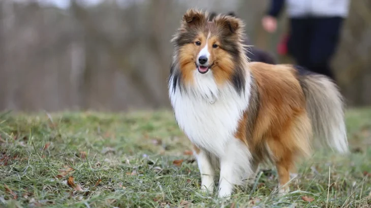 Shetland Sheepdog Dog photo