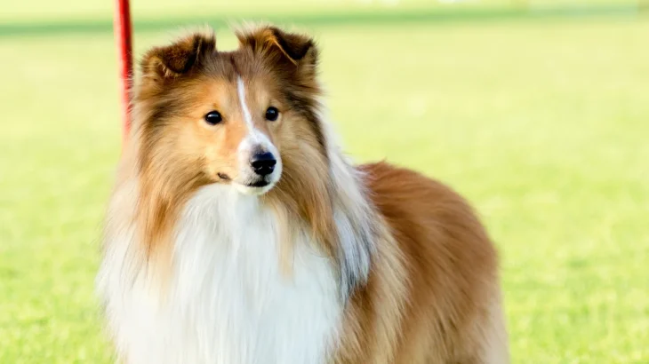 Shetland Sheepdog Dog photo
