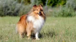 Shetland Sheepdog Dog photo