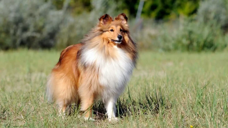 Shetland Sheepdog Dog photo