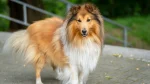 Shetland Sheepdog Dog photo