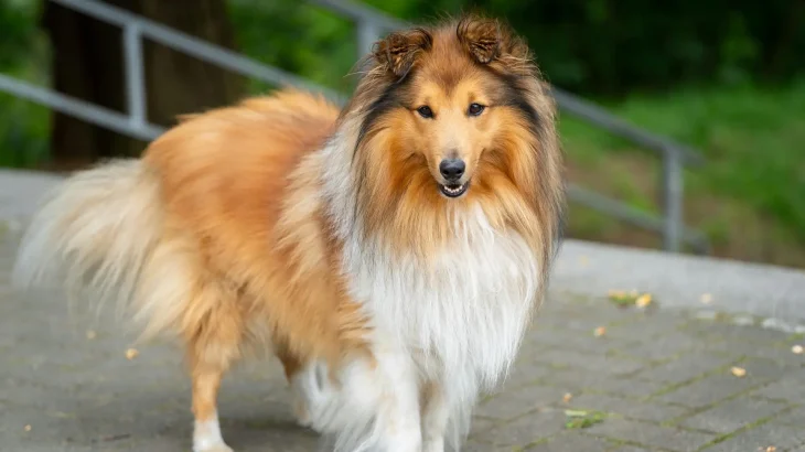 Shetland Sheepdog Dog photo