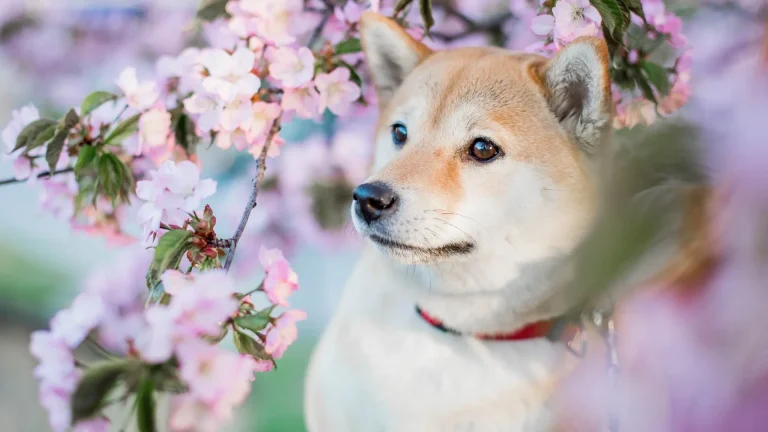 Shiba Inu Dog photo