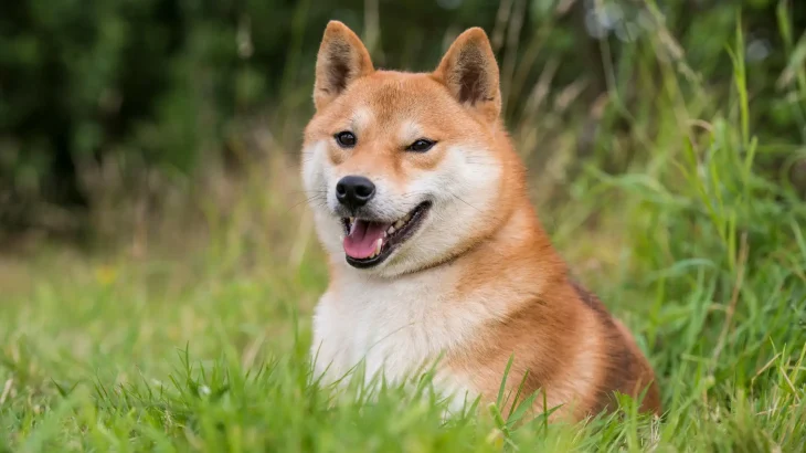 Shiba Inu Dog photo
