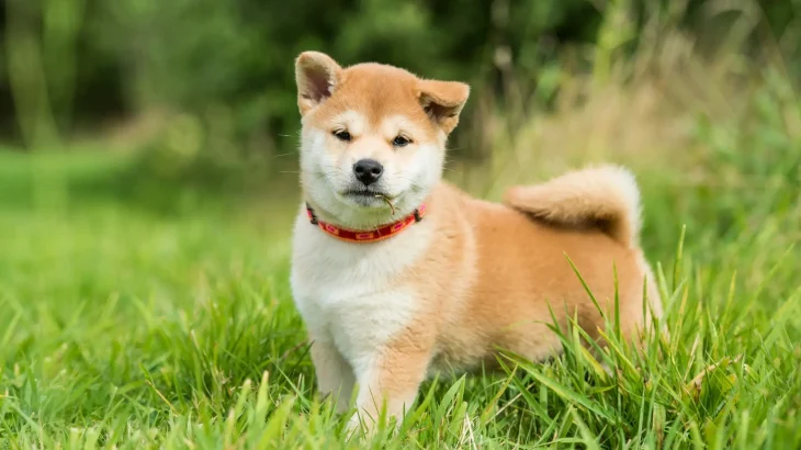 Shiba Inu Dog photo