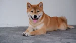 Shiba Inu Dog photo