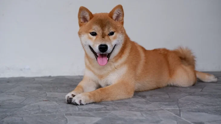 Shiba Inu Dog photo