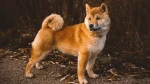 Shiba Inu Dog photo