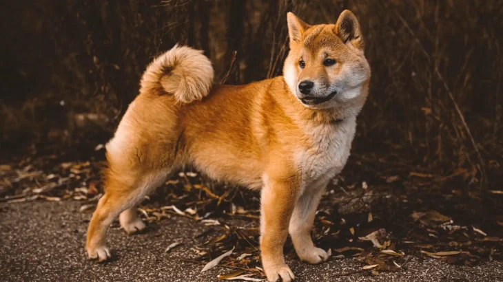 Shiba Inu Dog photo