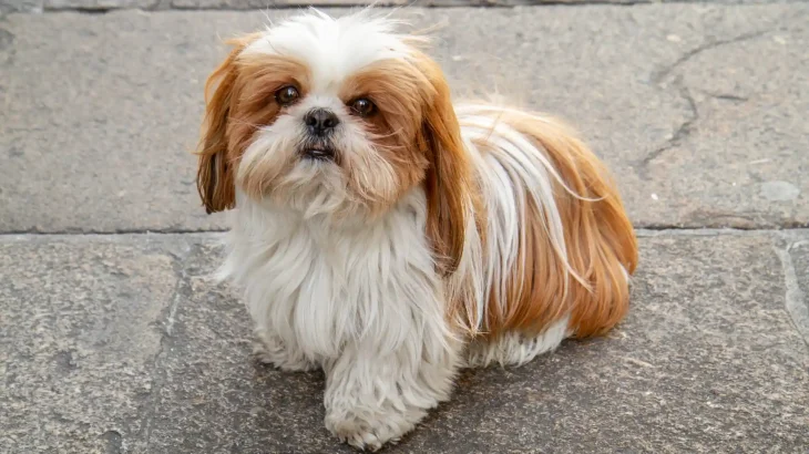 Shih Tzu Dog photo