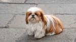 Shih Tzu Dog photo