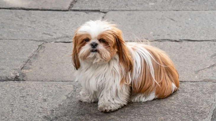 Shih Tzu Dog photo