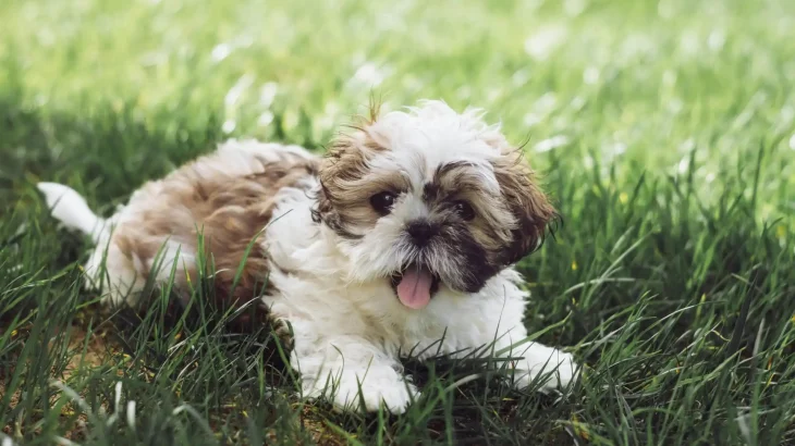 Shih Tzu Dog photo