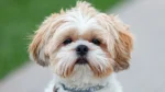 Shih Tzu Dog photo