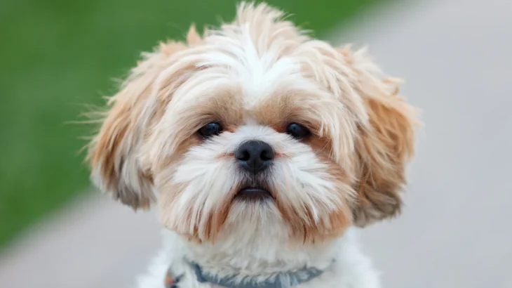 Shih Tzu Dog photo